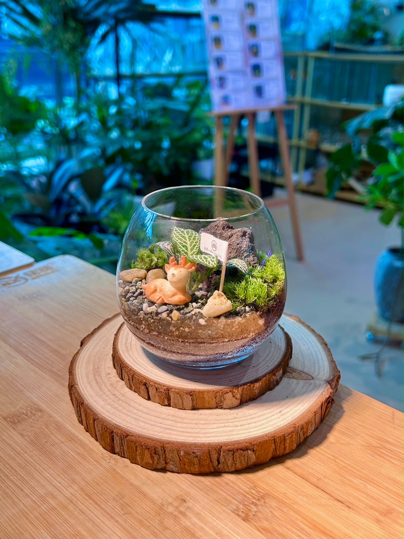 Fittonia and Moss Arrangement (Indoor Plant) in Crystal Glass