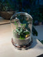 Indoor Plant Terrarium in Bell Glass (S)