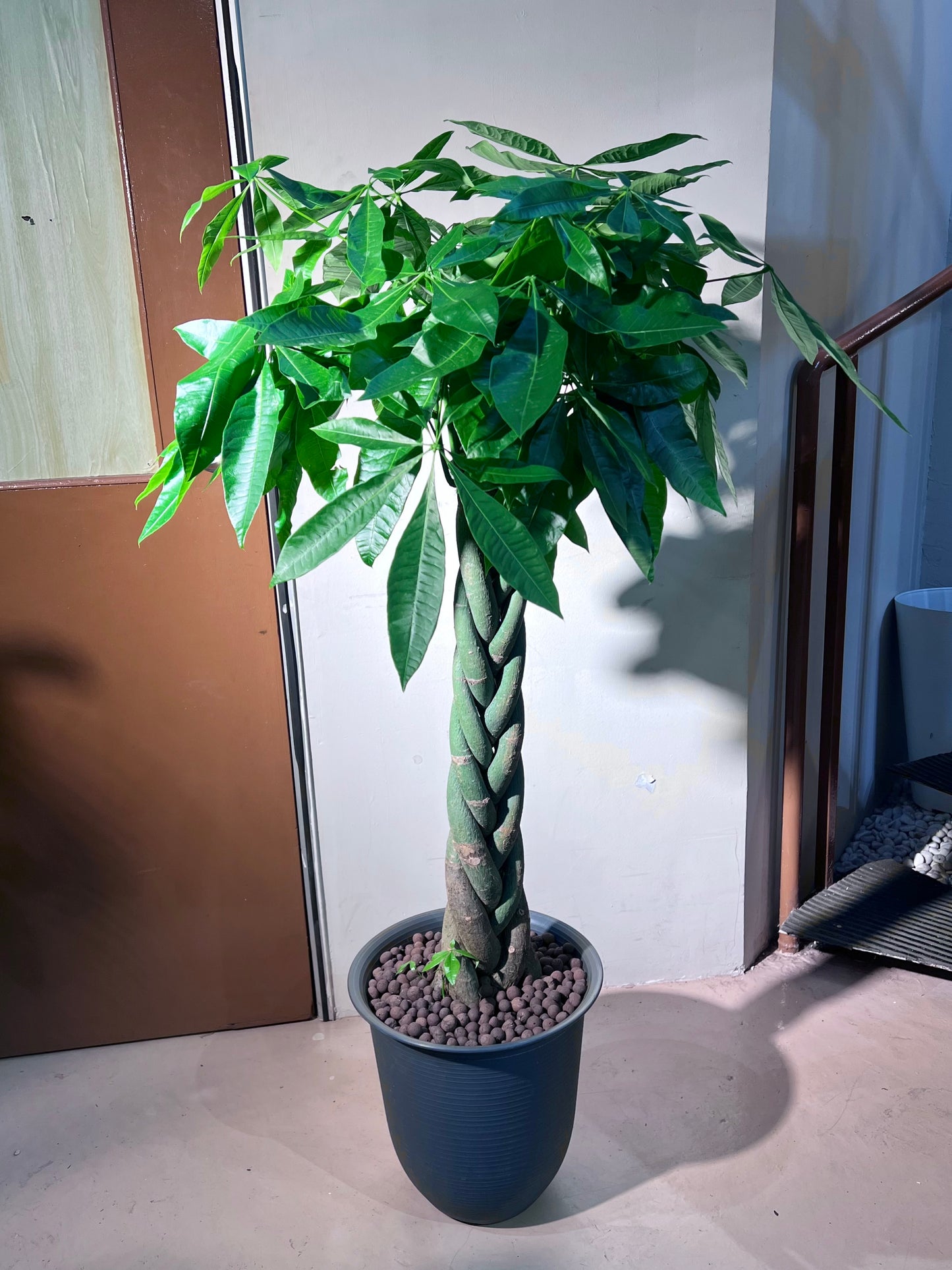 Pachira (发财树) in Greyish High Density Polymer Pot