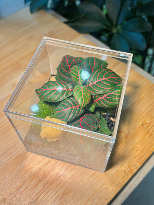 Indoor Plant in Mini Box Terrarium 🐾