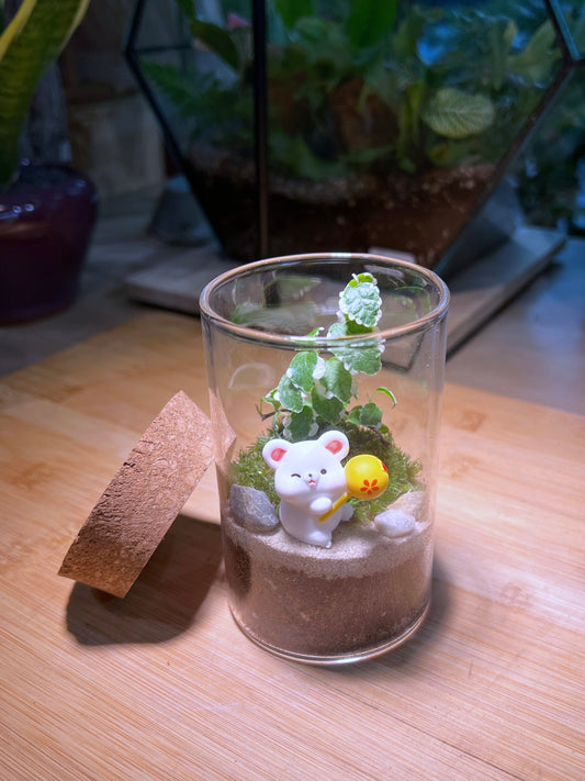 Ficus Pumila Variegated with Moss Arrangement in Tall Cylindrical Glass