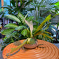 Staghorn Fern in Round Faux Stone Pot