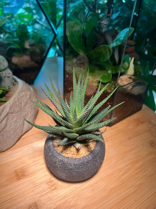 Harwothia in Grey Zen Concrete Pot