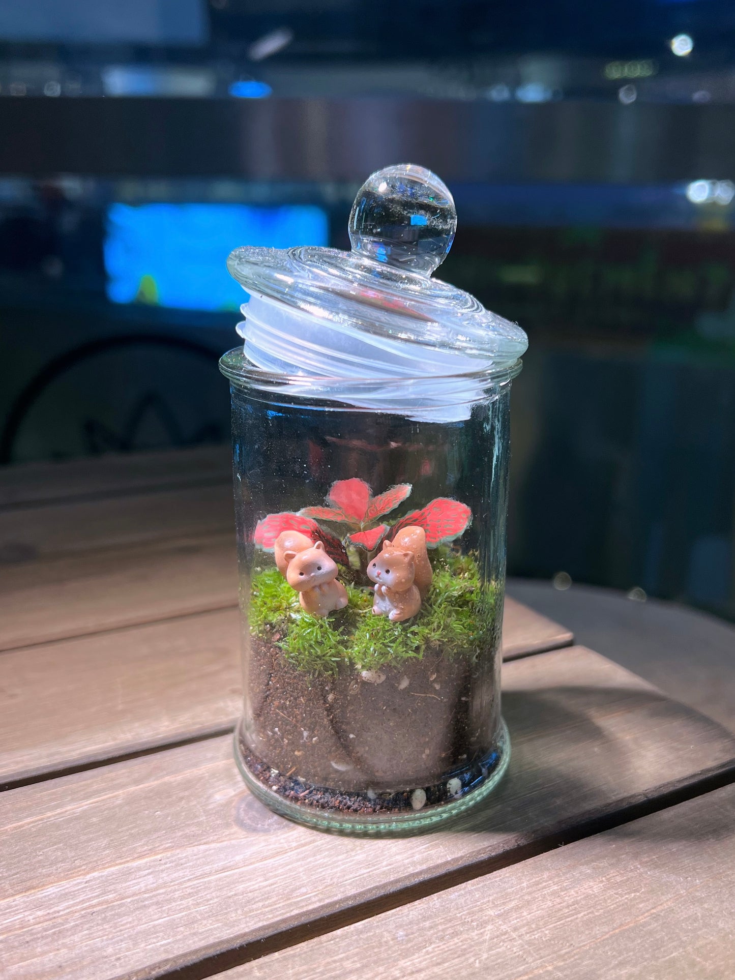 Fittonia with Moss Arrangement in Terrarium Jar