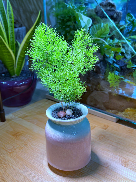 Asparagus Fern in Bicolor Ceramic Pot