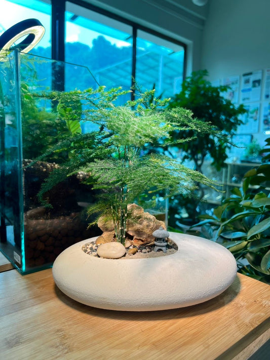 Asparagus Fern Arrangement in White Concrete Irregular Pot