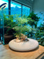 Asparagus Fern Arrangement in White Concrete Irregular Pot