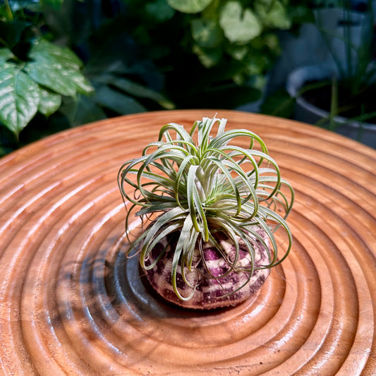 Airplant in Shell Designer Case