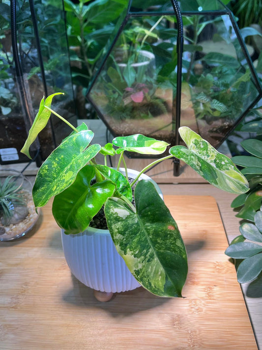 Variegated Philodendron in Pattern Shape Designed Pot