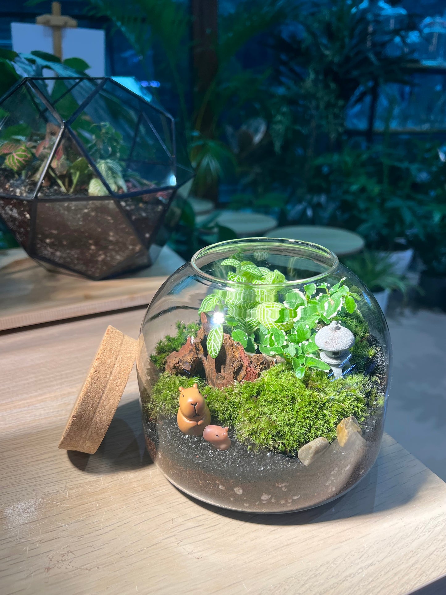 Fittonia, Ficus Pumilla with Moss Arrangement in Short Covered Jar Terrarium
