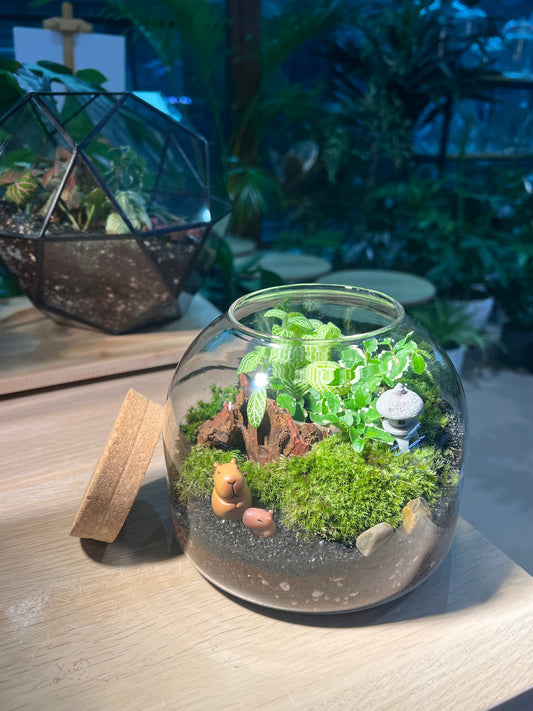 Fittonia, Ficus Pumilla with Moss Arrangement in Short Covered Jar Terrarium