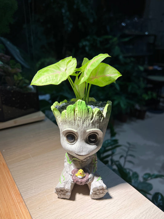 Syngonium in Groot Pot