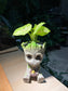 Syngonium in Groot Pot