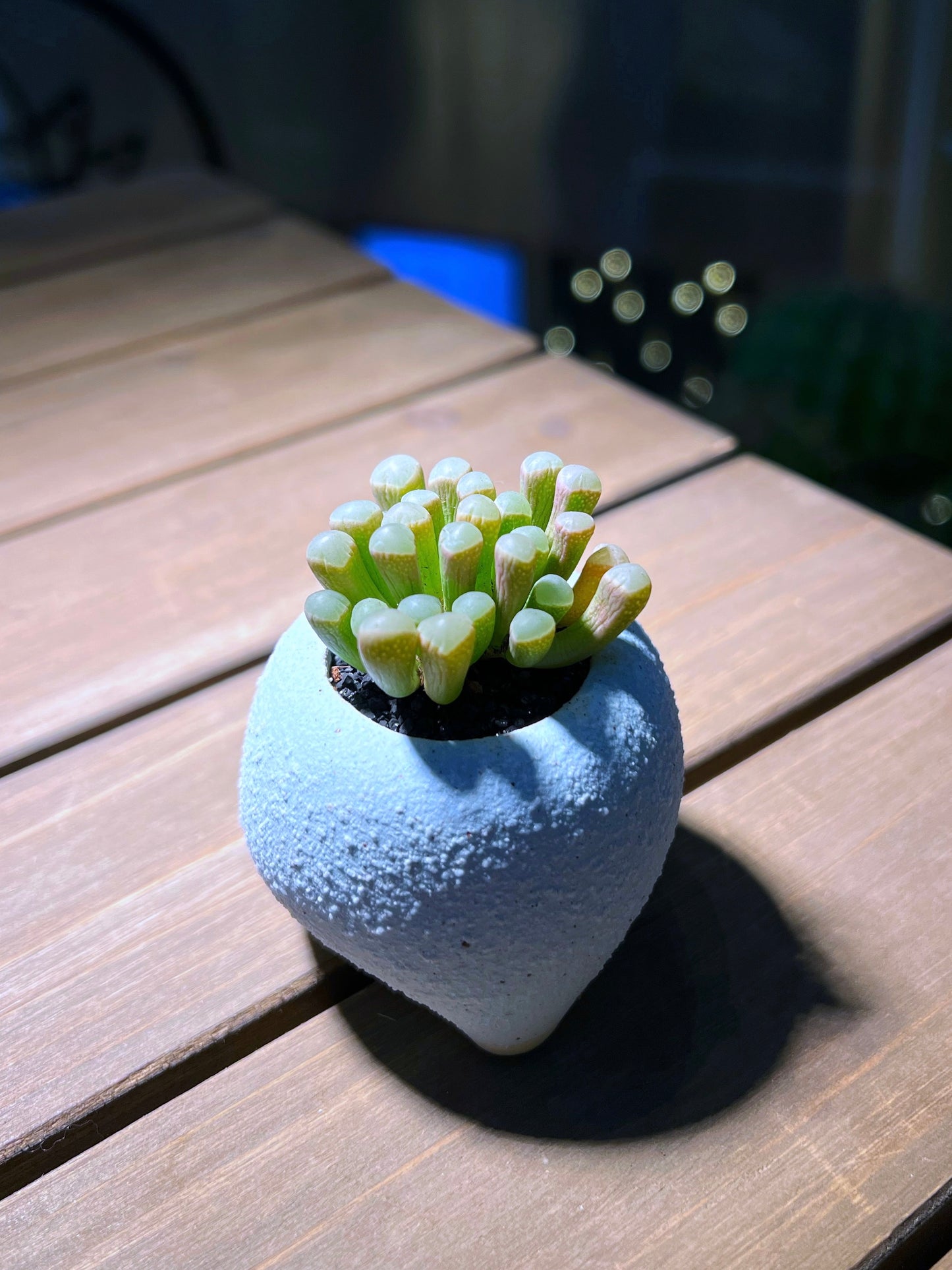 Lithops in Light Blue Round Triangular Base Pot