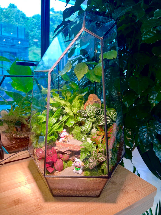 Fittonia & Fern with Moss Arrangement in Black Polygonal Tall Glass with Lid (L)