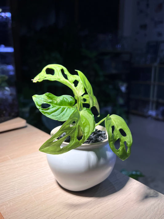 Monstera in Irregular Ceramic Pot