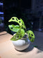 Monstera in Irregular Ceramic Pot