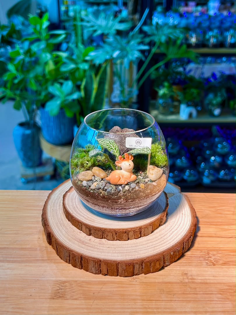 Fittonia and Moss Arrangement (Indoor Plant) in Crystal Glass