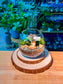 Fittonia and Moss Arrangement (Indoor Plant) in Crystal Glass