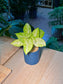 Golden Arrowhead Plant (金叶合果芋) Syngonium Podophyllum Neon Robusta in Matte Blue Ceramic Pot