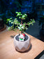 Crassula Ovata in Round Pattern Designed Ceramic Pot