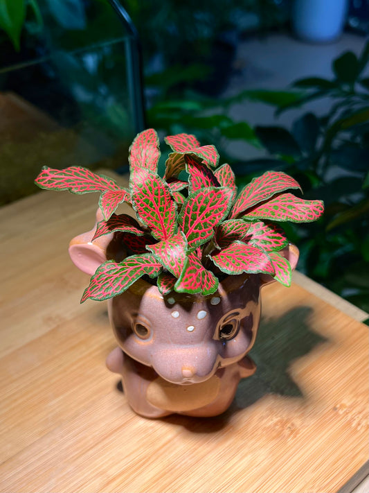 Fittonia in Pinky Bear Ceramic Pot