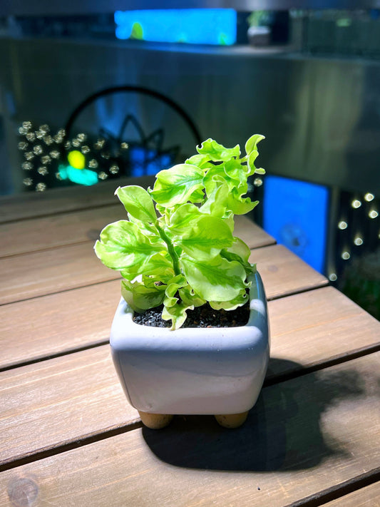 Euphorbia in White Square Ceramic Pot