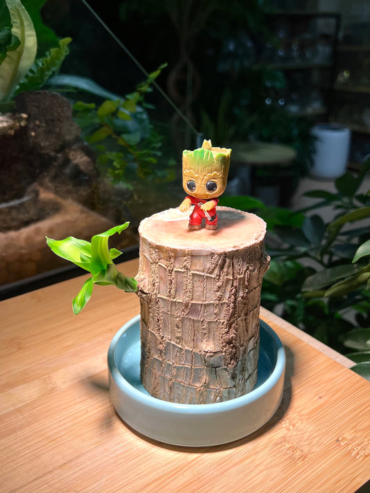 Brazil Wood with Groot Figurine