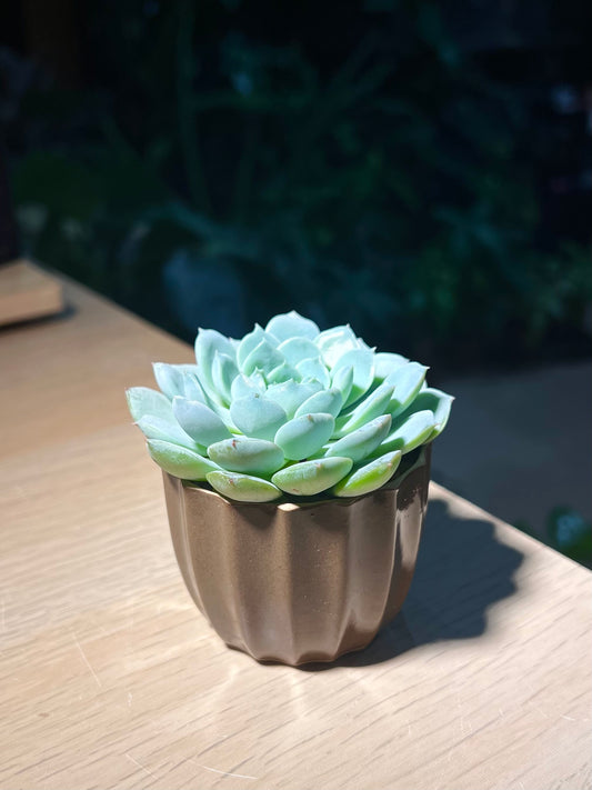 Echeveria in Coffee Pot