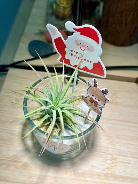 Christmas Charm Airplant in Glass Pot