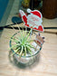 Christmas Charm Airplant in Glass Pot