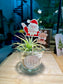 Christmas Charm Airplant in Glass Pot