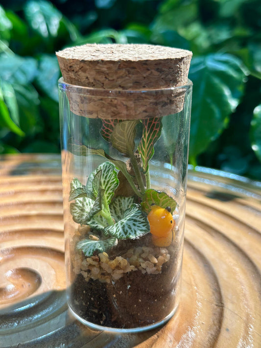 Closed Indoor Terrarium Workshop