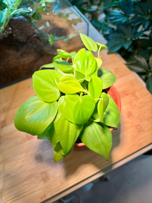 Philodendron Hederaceum in Plastic Pot
