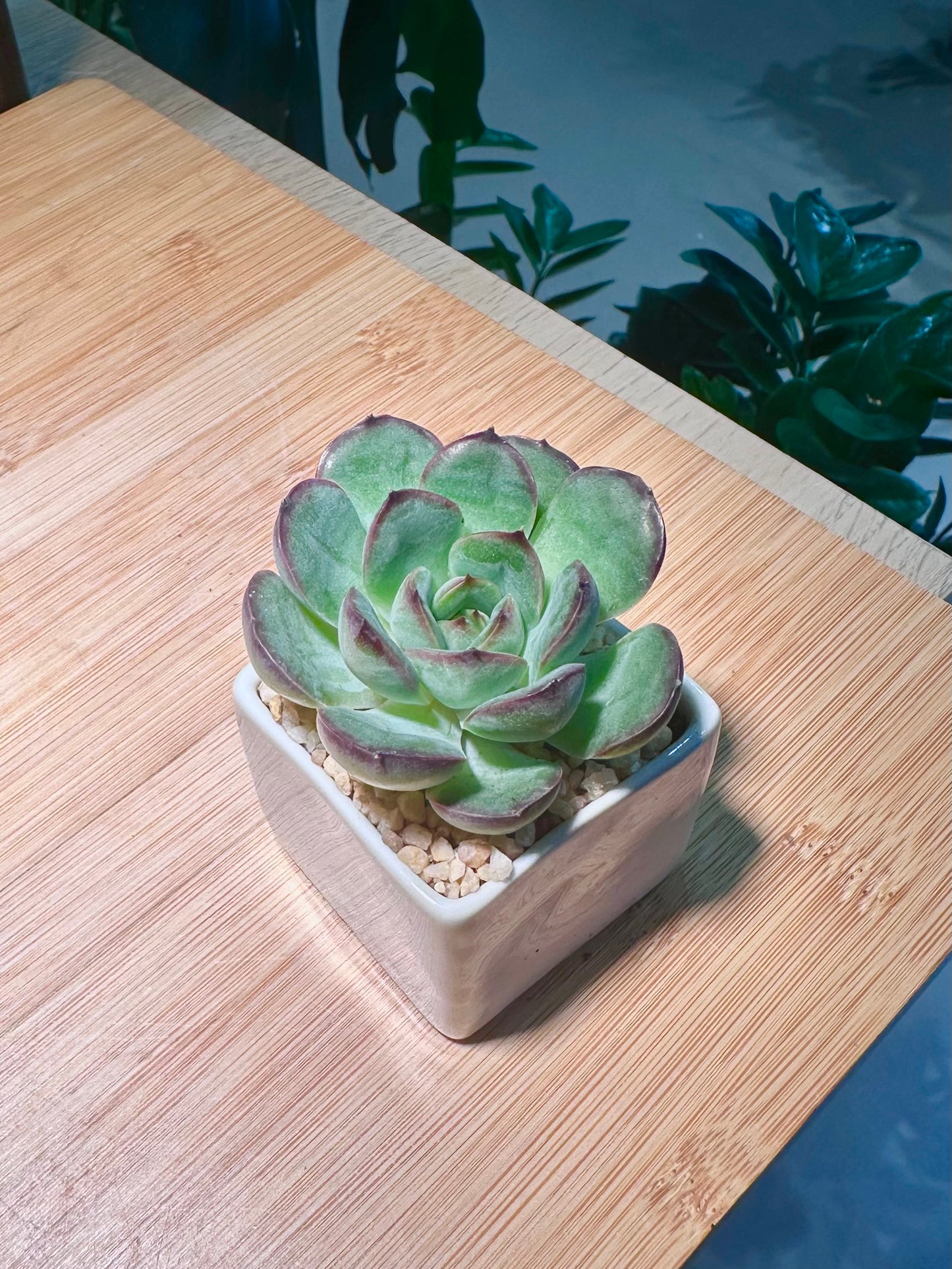 Echeveria in Square White Ceramic Pot