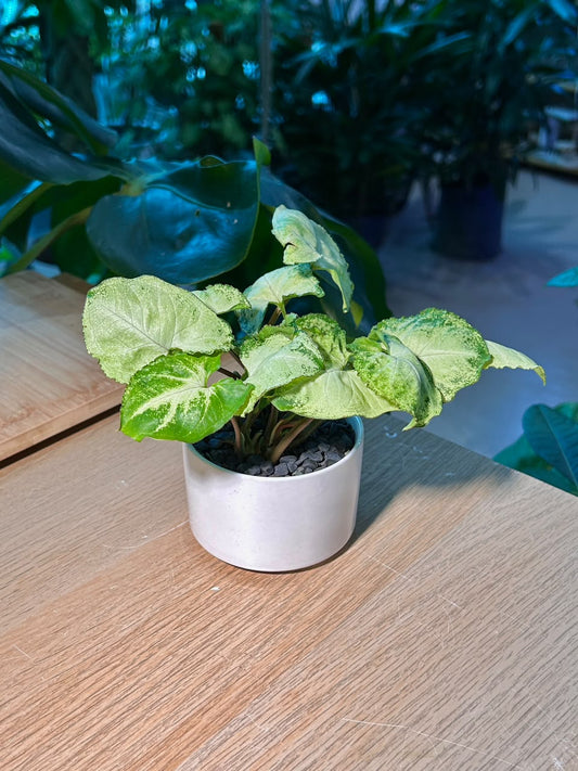Arrowhead Plant (合果芋) Syngonium Podophyllum in White Ceramic Pot