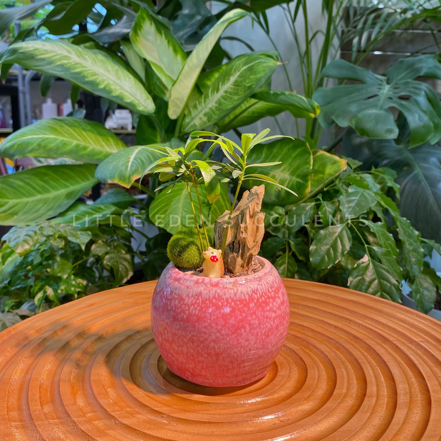 Podocarpus Nagi in Pink Glazed Ceramic Designer Pot