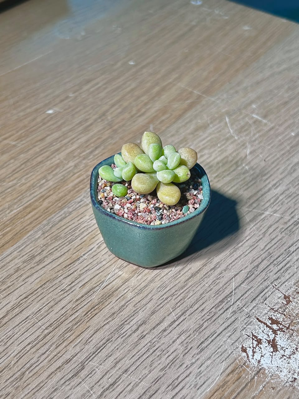 Baby Sedum Clavatum (多肉植物) Succulent in Green Glazed Ceramic Pot