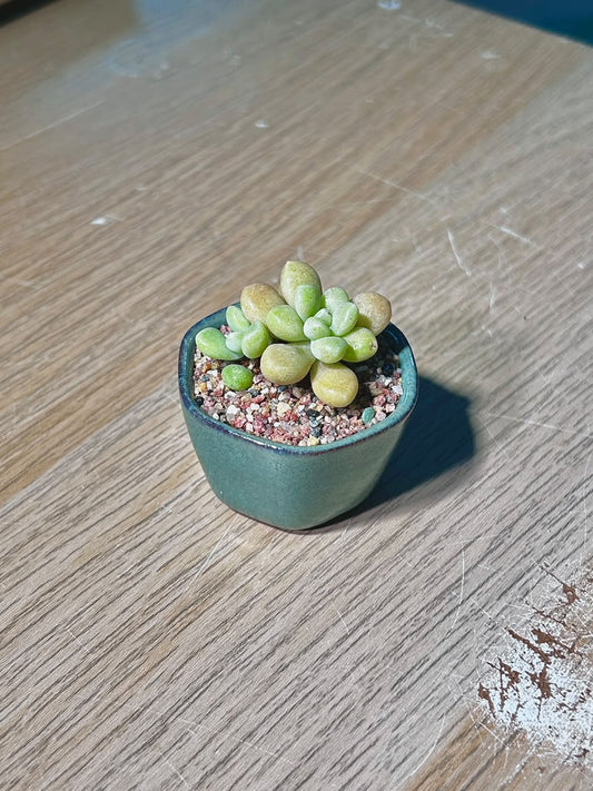 Baby Sedum Clavatum (ε€θζ€η©) Succulent in Green Glazed Ceramic Pot