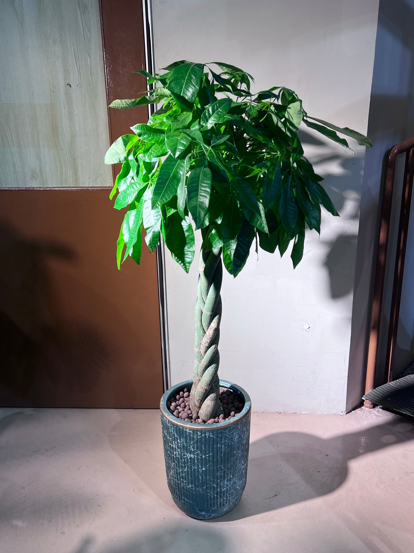 Pachira (发财树) in Sea Blue Ceramic Pot