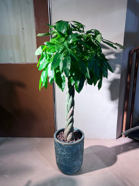 Pachira (发财树) in Sea Blue Ceramic Pot