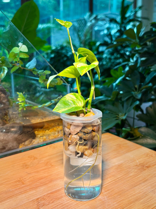 Epipremnum Aureum in Cute Water Based Glass