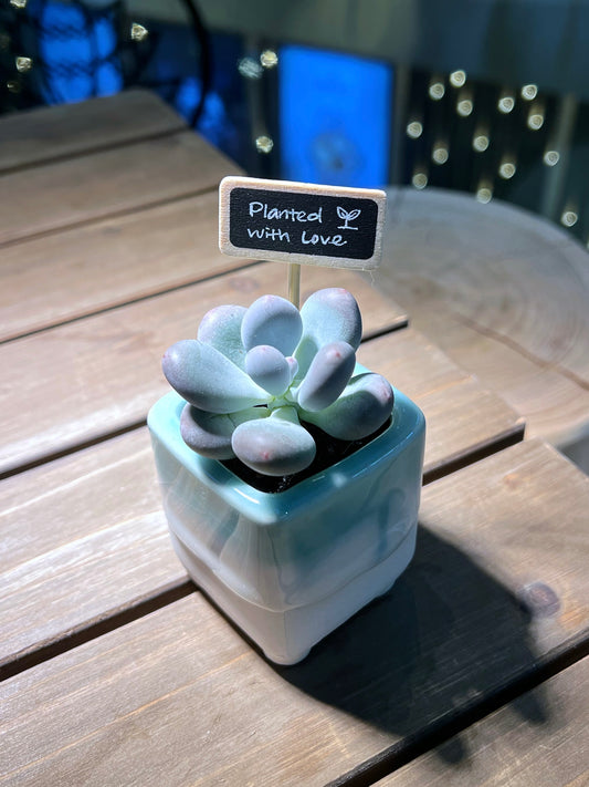 Pachyphytum in Mint Glazed Square Ceramic Pot