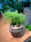 Asparagus Fern in Black Textured Concrete Pot
