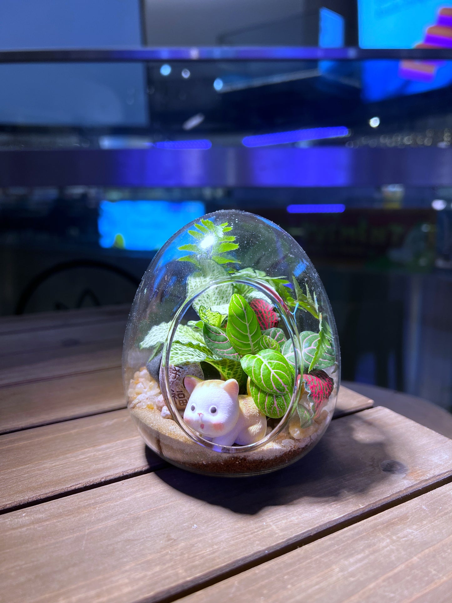 Fittonia & Fern Arrangement in Eggette
Glass Terrarium