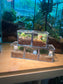 Door Gift - Indoor Plant Terrarium in Arcylic Box (S) (10pcs/set)
