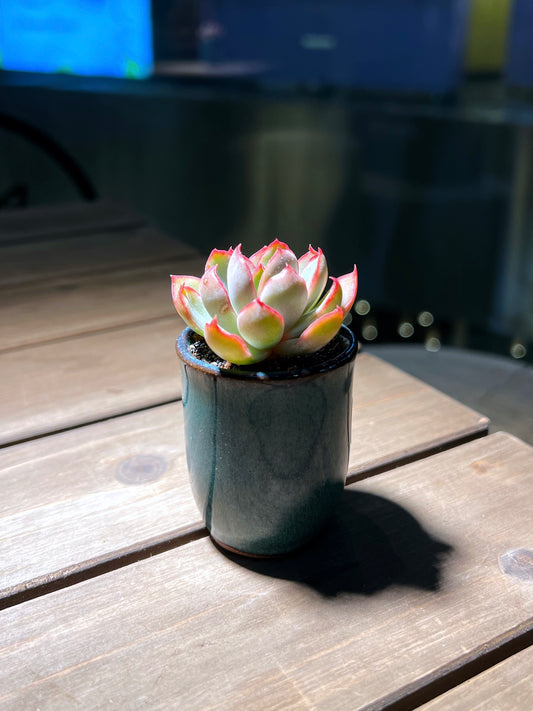 Echeveria in Envy Green Ceramic Pot