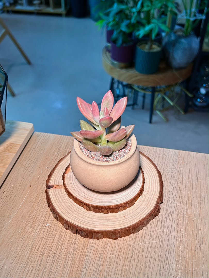 Graptosedum (姬胧月) Succulent in Matte Ceramic Pot