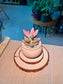 Graptosedum (姬胧月) Succulent in Matte Ceramic Pot