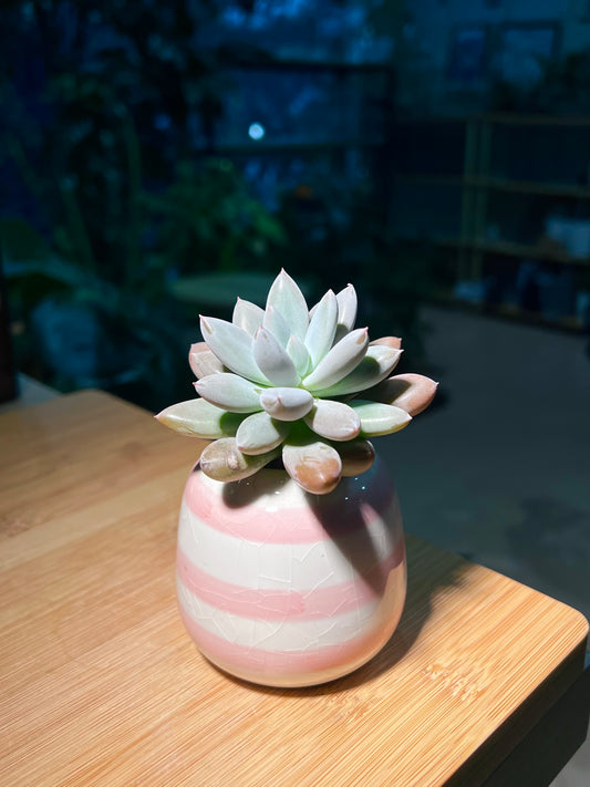 Graptoveria 'Opalina' in Bicolor Layer Ceramic Pot